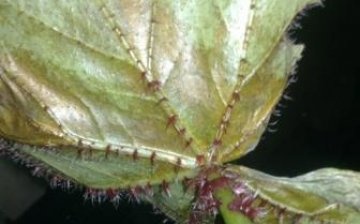 Bauer begonia diseases