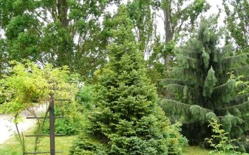 Spruce care recommendations