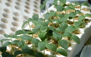 Features of growing seedlings