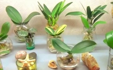 Orchid care in water
