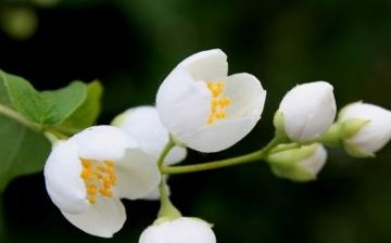 Varieties and types of jasmine