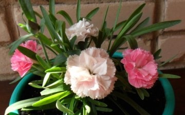 Difficulties in growing carnations