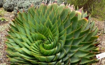 Other popular types of aloe