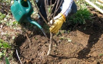 Planting a dogwood seedling