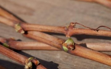 فوائد تجهيز العنب الشتوي