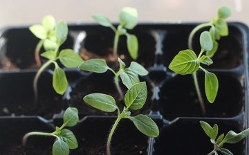 Correct planting of seedlings