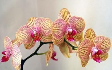 General information about Phalaenopsis mix