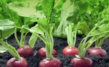 Features of radish care