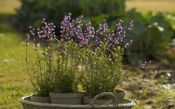 Planting lavender seeds