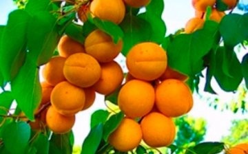 Other northern varieties of apricot