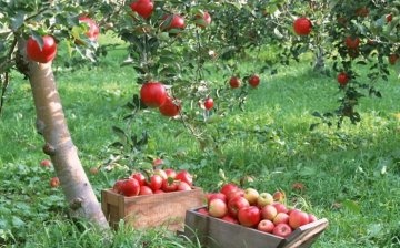 زراعة أشجار التفاح في الموقع
