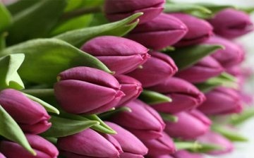 Some tips for growing tulips