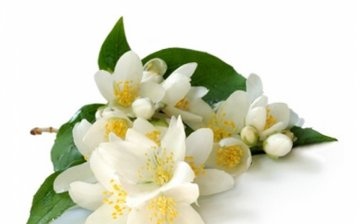 Useful properties of curly jasmine