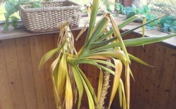 Diseases and possible problems when growing yucca