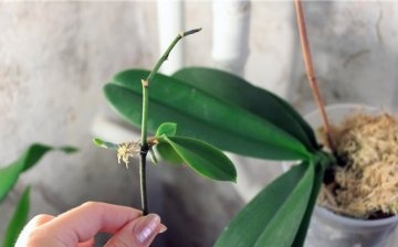 Reprodukce orchidejí