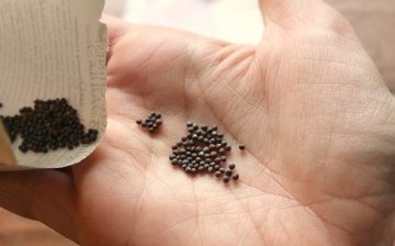 Cum să alegeți semințele de varză timpurii