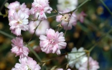 Gypsophila paniculata: الوصف والأصناف الشعبية