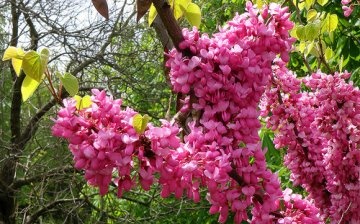 Useful sides of cercis