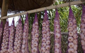 Storing garlic in "braids"