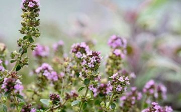 Diseases and pests of thyme
