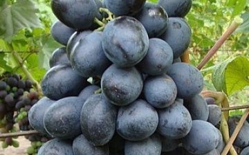 The use of grapes of the Zagorulko variety