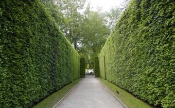 The most popular hedge plants