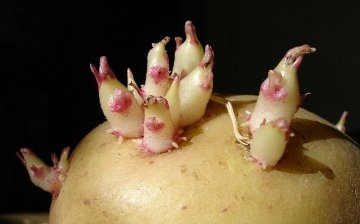 Šíření brambor