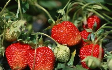 Growing strawberries in the "Pocket Garden"