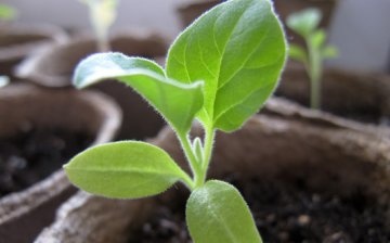 Sowing eggplants for seedlings