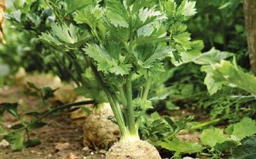 Mali trikovi za uzgoj korijenske celera