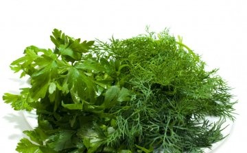 General recommendations for planting dill and parsley