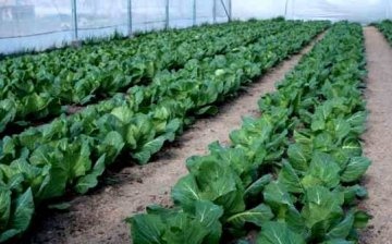 Growing cabbage in greenhouses