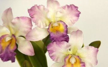 Cattleya orchidej
