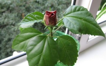 Diseases and pests of the Chinese rose