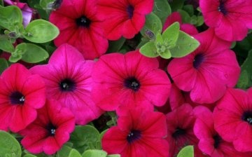 Secrets of abundant growth and flowering of petunias
