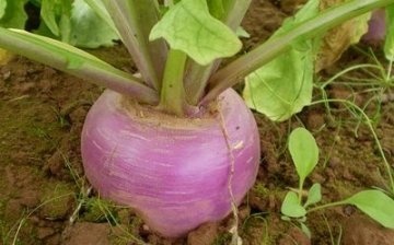 How to care for turnips in the garden?
