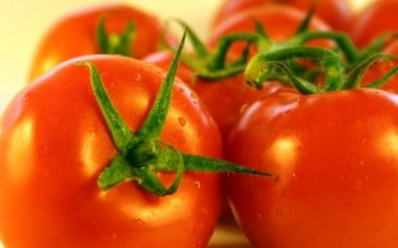 أصناف الطماطم غير المحددة