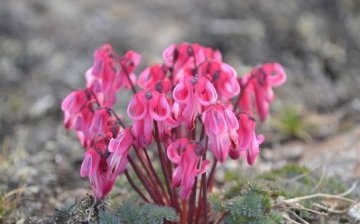 Reproduction of dicentra