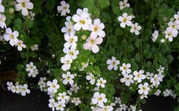 Caring for ampelous bacopa
