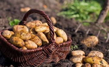 What is the result of planting potatoes at the optimal time for it?