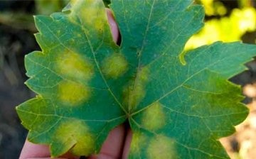 Diseases and pests of grapes