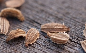 Příprava a výsadba semen mrkve