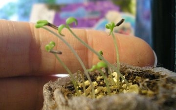 Growing from seeds
