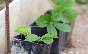 Strawberry seedling care