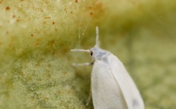 Pelargonium pests and the fight against them