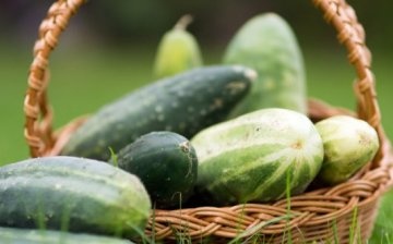 cultivation of cucumbers in bags