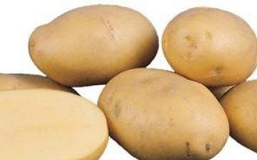 Potato variety "Agria"