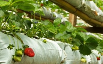 Planting strawberries in bags