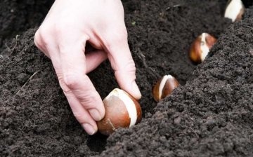 Recommendations for planting tulips