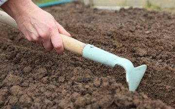 Planting seeds in open ground